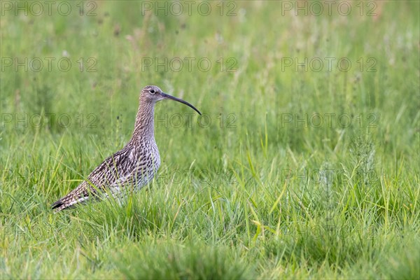 Eurasian curlew