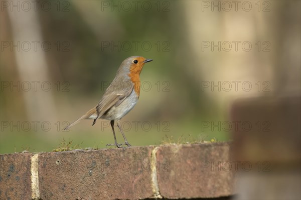 European robin