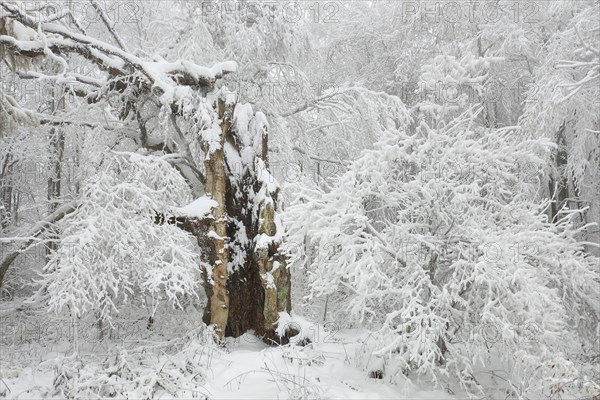 Old hute beech in snowy surroundings