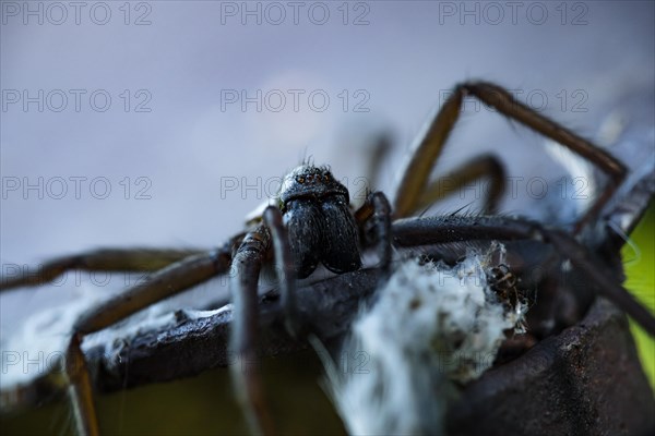 The barn funnel weaver spider