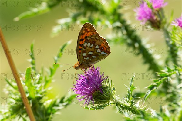 Fiery Fritillary butterfly with closed wings sitting on red blossom left looking