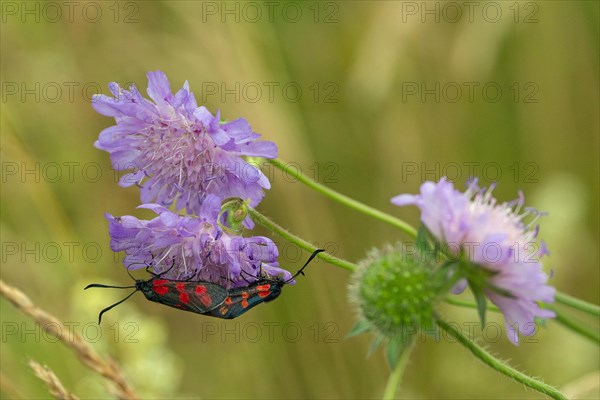 Six-spotted Widowbird two moths mating on a violet flower sitting looking different