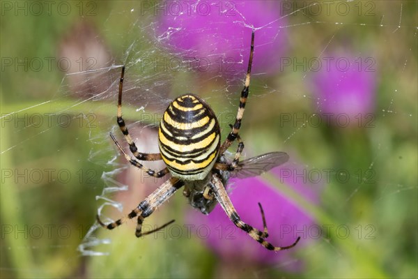 Zebra spider