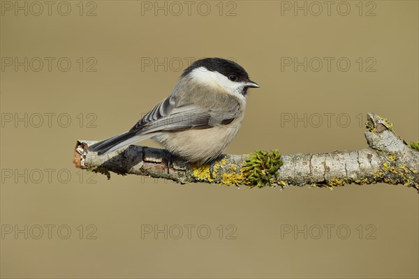 Marsh Tit