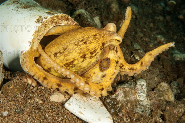 Venomous two-ringed octopus