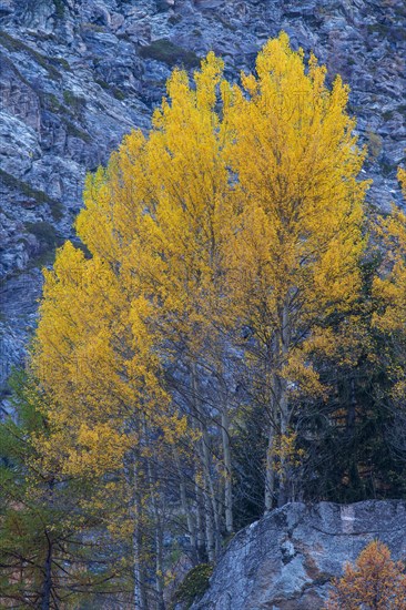 Autumn-coloured aspen or quaking aspen