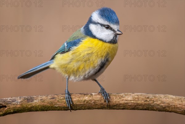 Blue tit