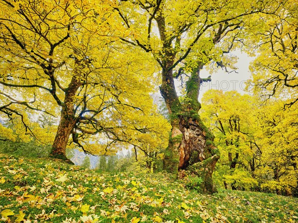 Forest of sycamore maple