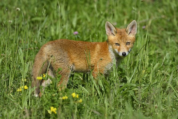 Red fox