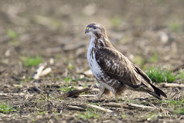Common steppe buzzard