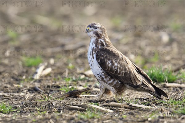 Common steppe buzzard