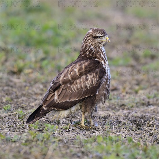 Common steppe buzzard