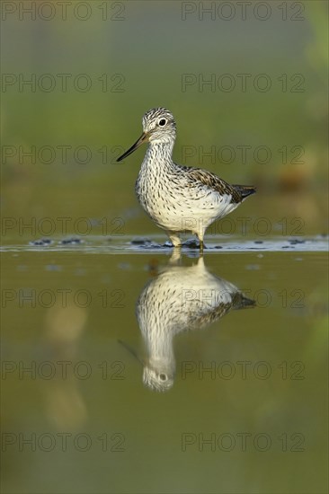 Common greenshank