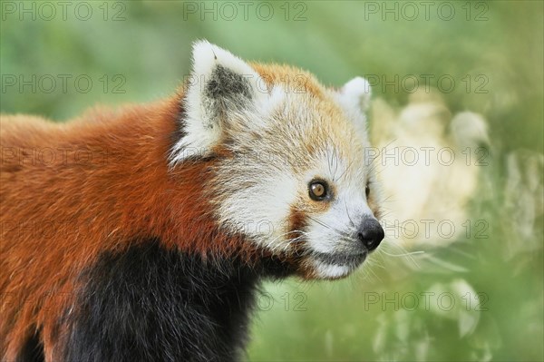 Red panda