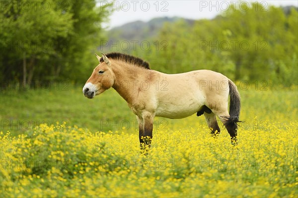 Przewalski's stallion