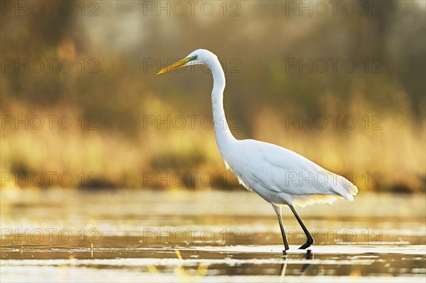 Great egret