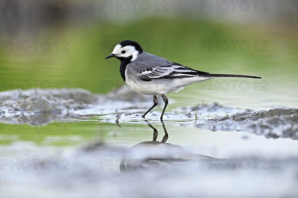 White wagtail