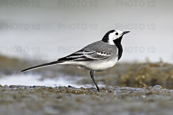 White wagtail