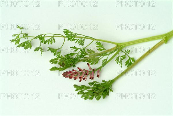 Medicinal plant Common fumitory