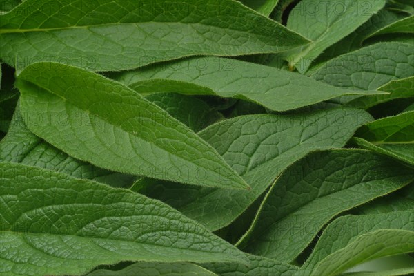 Medicinal plant common comfrey