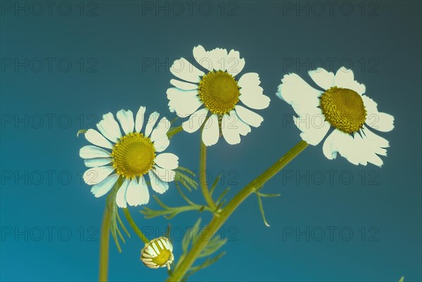 Medicinal plant Chamomile