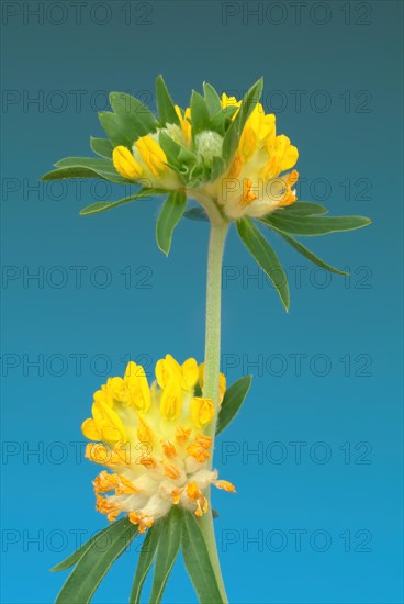 Common kidney vetch