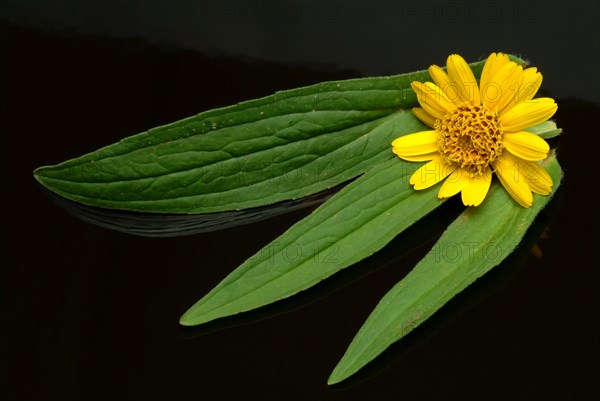 Arnica