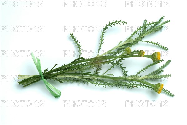 Medicinal plant Holy herb