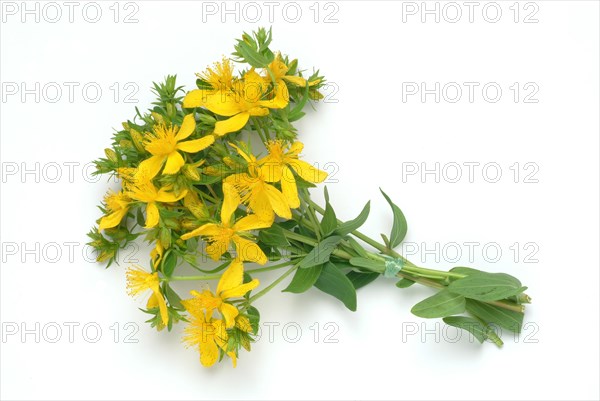 Medicinal plant St. John's wort