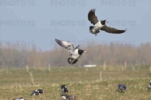 Barnacle geese