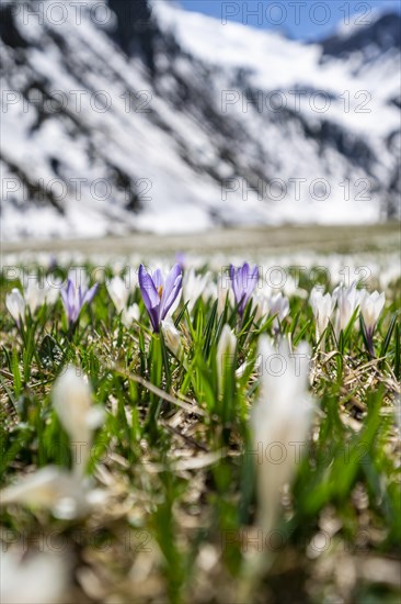 Meadow full of white and purple crocuses