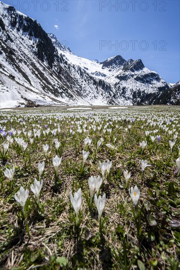 Meadow full of white and purple crocuses