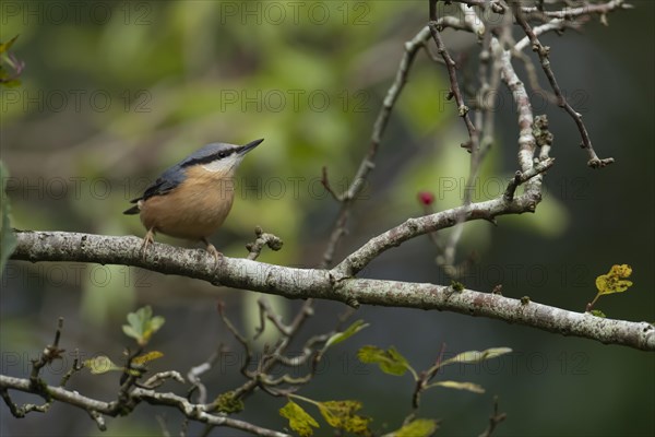 European nuthatch