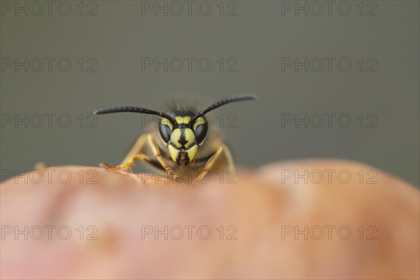 Common wasp