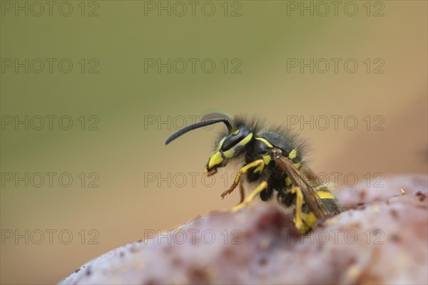 Common wasp