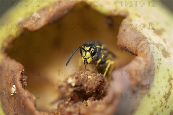 Common wasp