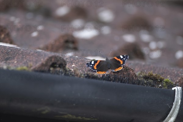 Red admiral