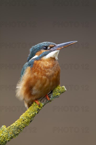 Common kingfisher