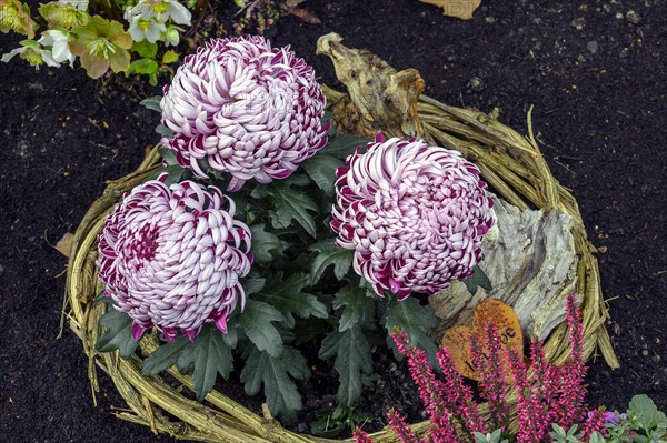 Grave decoration with garden chrysanthemums