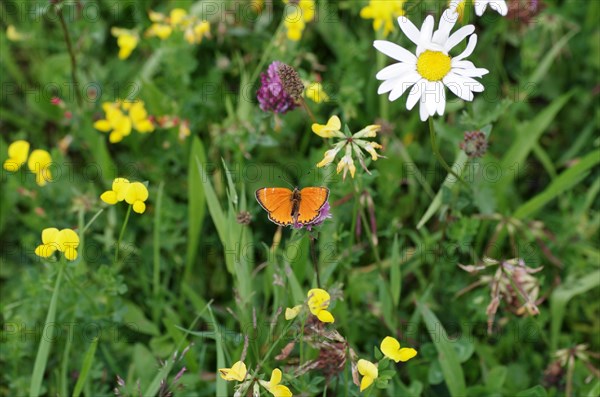 Scarce copper