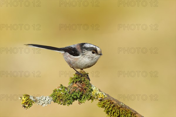 Long-tailed tit