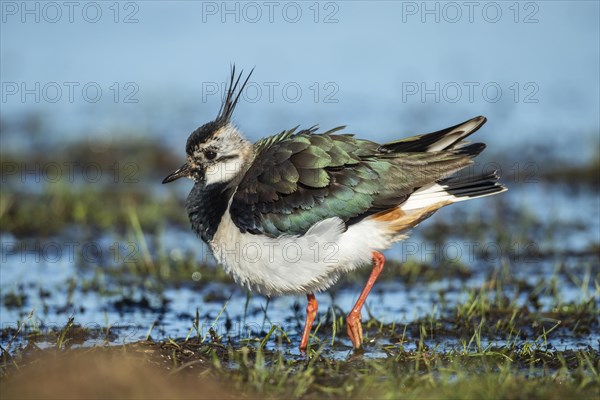 Northern lapwing