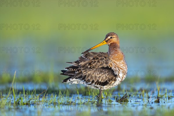 Black-tailed Godwit