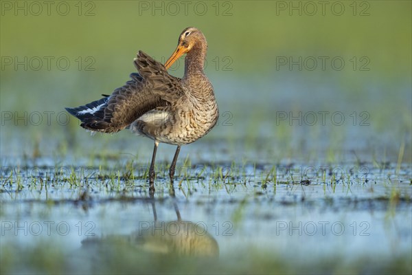 Black-tailed Godwit