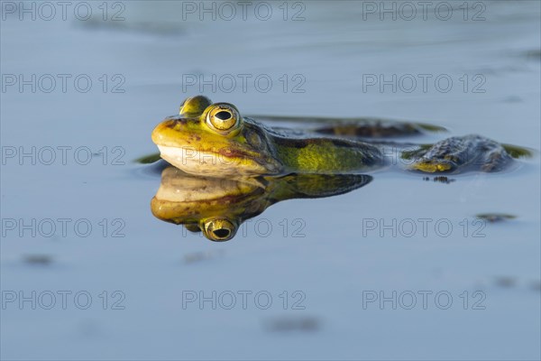 Green frog