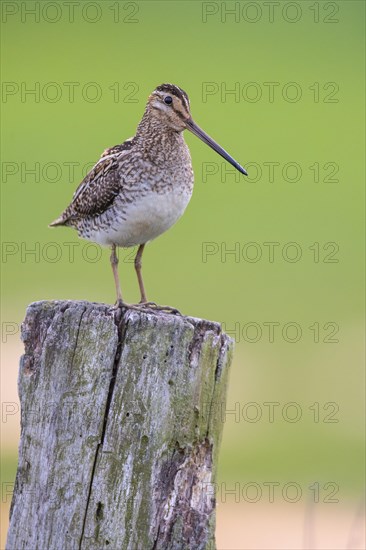 Common Snipe