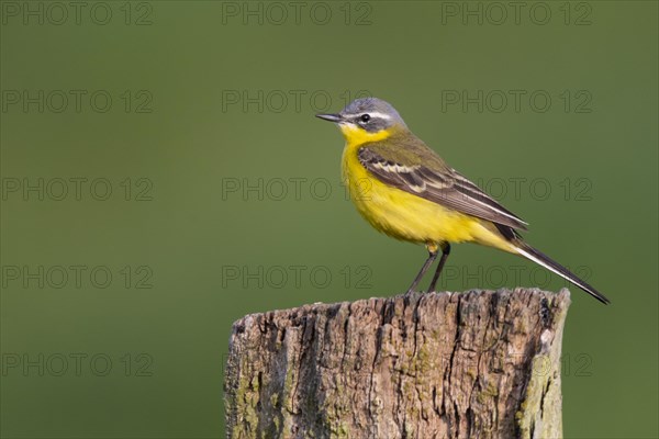 Western yellow wagtail