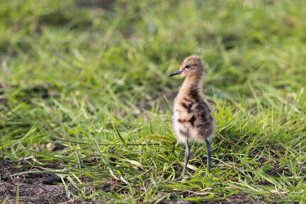 Juvenile of a black-tailed godwit