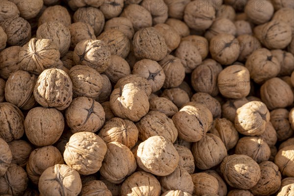 Fresh walnuts