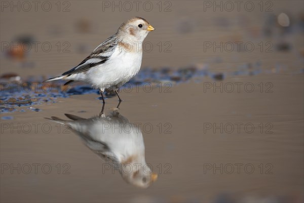 Snow bunting